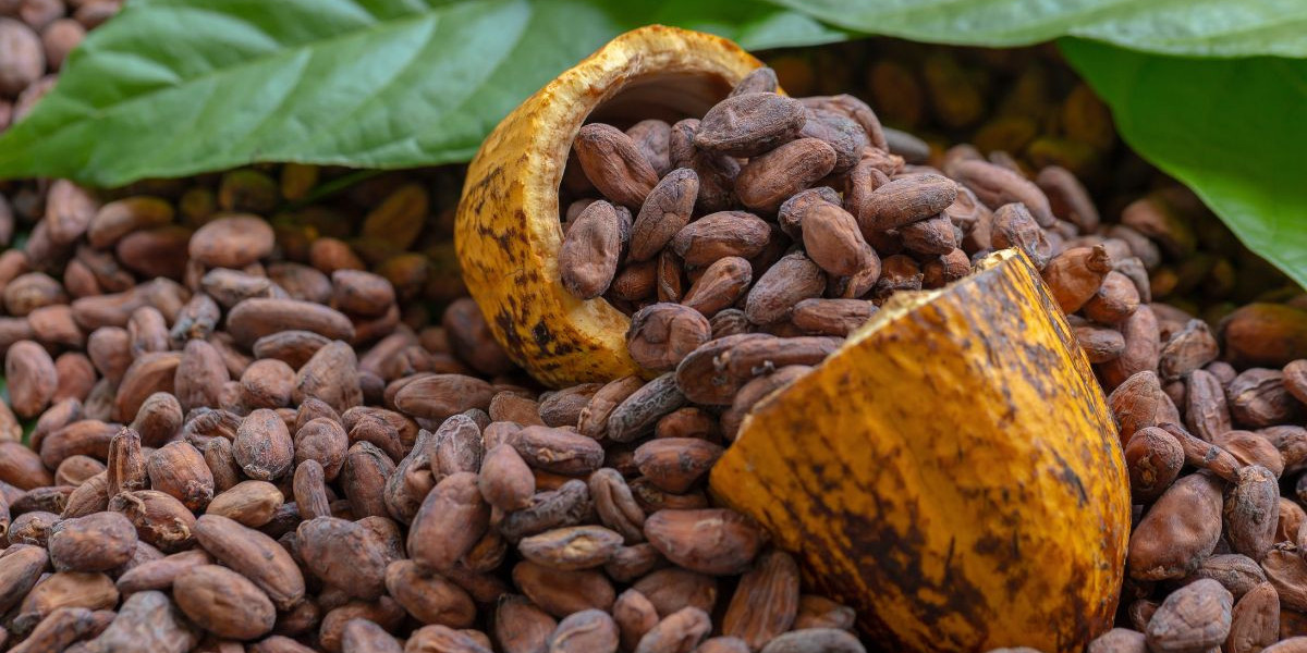 Explorando el Mercado de Cacao en México: Tendencias, Oportunidades y Crecimiento