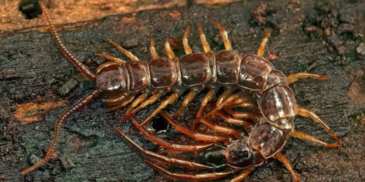 Reliable Scorpion Pest Control in Las Vegas: Trust Enviro Guard Pest Control