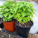 potager13 Profile Picture