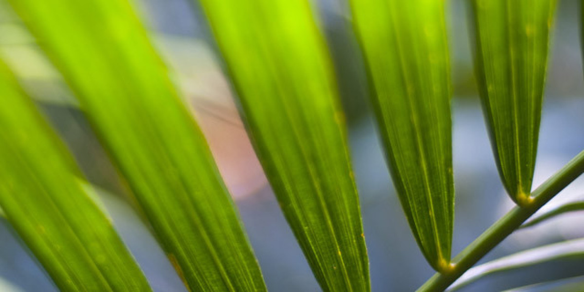 STH-Sportwagen – Der Traum auf vier Rädern